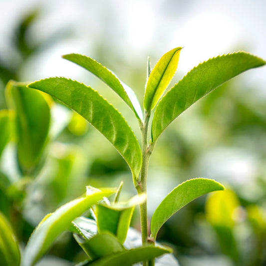L-Theanine for High Stress Jobs: Natural Relief without Stimulants